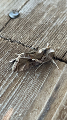 Chrysodeixis eriosoma