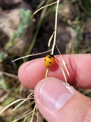 Coccinella transversoguttata