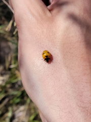 Coccinella transversoguttata