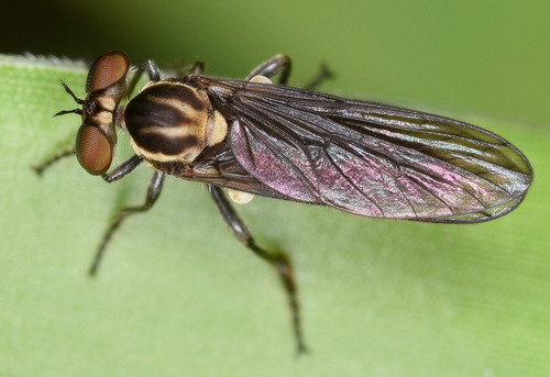Holcocephala nitida
