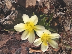Moraea luteoalba