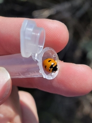 Coccinella transversoguttata