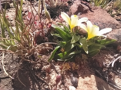 Moraea luteoalba
