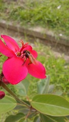 Trigona fulviventris