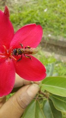 Trigona fulviventris