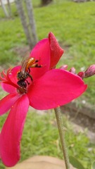 Trigona fulviventris