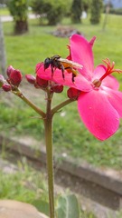 Trigona fulviventris