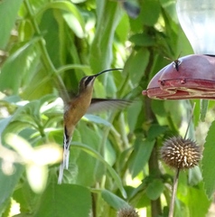 Phaethornis