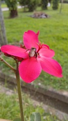 Trigona fulviventris