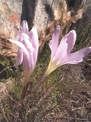 Ixia pauciflora