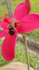 Trigona fulviventris