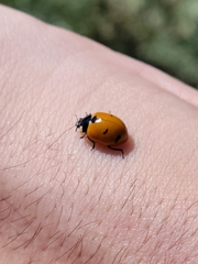 Coccinella