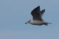 Larus argentatus