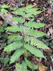 Dryopteris goldieana