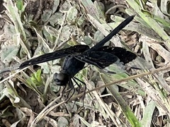 Erythrodiplax funerea