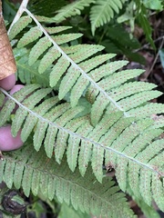 Dryopteris goldieana