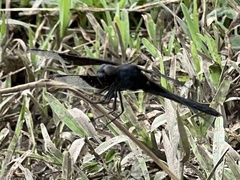 Erythrodiplax funerea