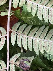 Dryopteris goldieana