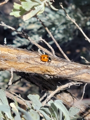 Coccinella transversoguttata