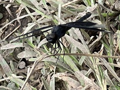 Erythrodiplax funerea