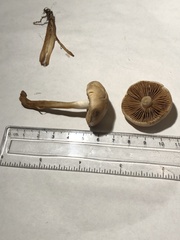 Agrocybe putaminum