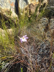 Ixia pauciflora