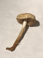Agrocybe putaminum