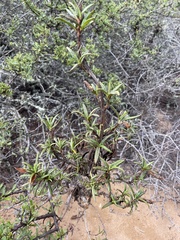 Diplacus aurantiacus