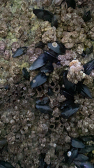 Mytilus trossulus