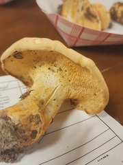 Hydnum subolympicum