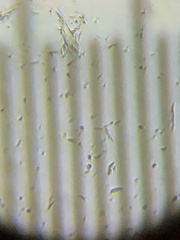 Agrocybe putaminum