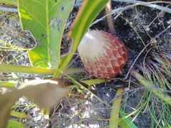 Protea scolopendriifolia