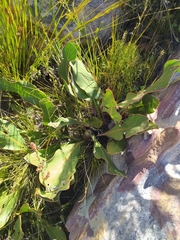 Protea scolopendriifolia