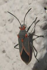 Caenocoris nerii