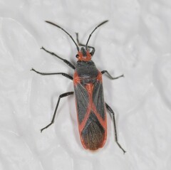 Caenocoris nerii