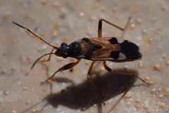 Beosus quadripunctatus