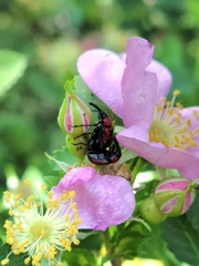 Merhynchites wickhami