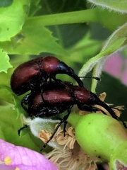 Merhynchites wickhami