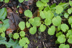Lamium purpureum