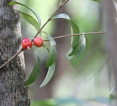 Eugenia involucrata