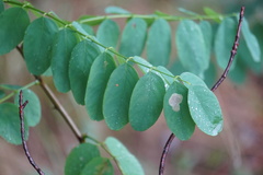 Chrysaster ostensackenella