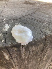 Lycogala flavofuscum