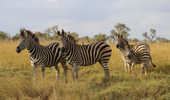 Equus quagga chapmani