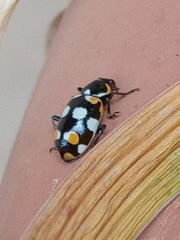 Eriopis connexa