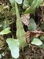 Asplenium rhizophyllum