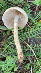 Agrocybe praecox