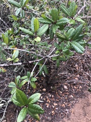 Frangula californica