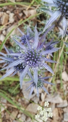 Eryngium bourgatii
