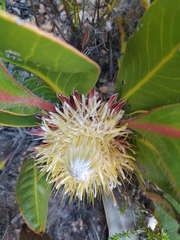 Protea scolopendriifolia