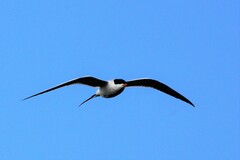 Sterna forsteri